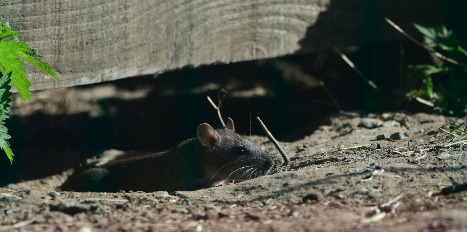 Rodent Control Image