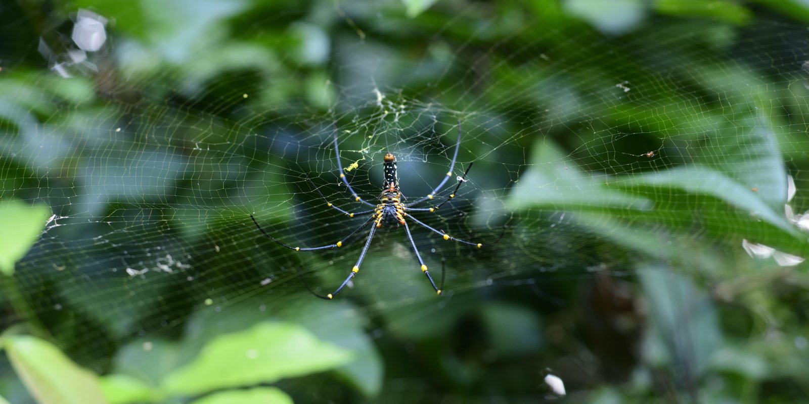 Spider Control Image