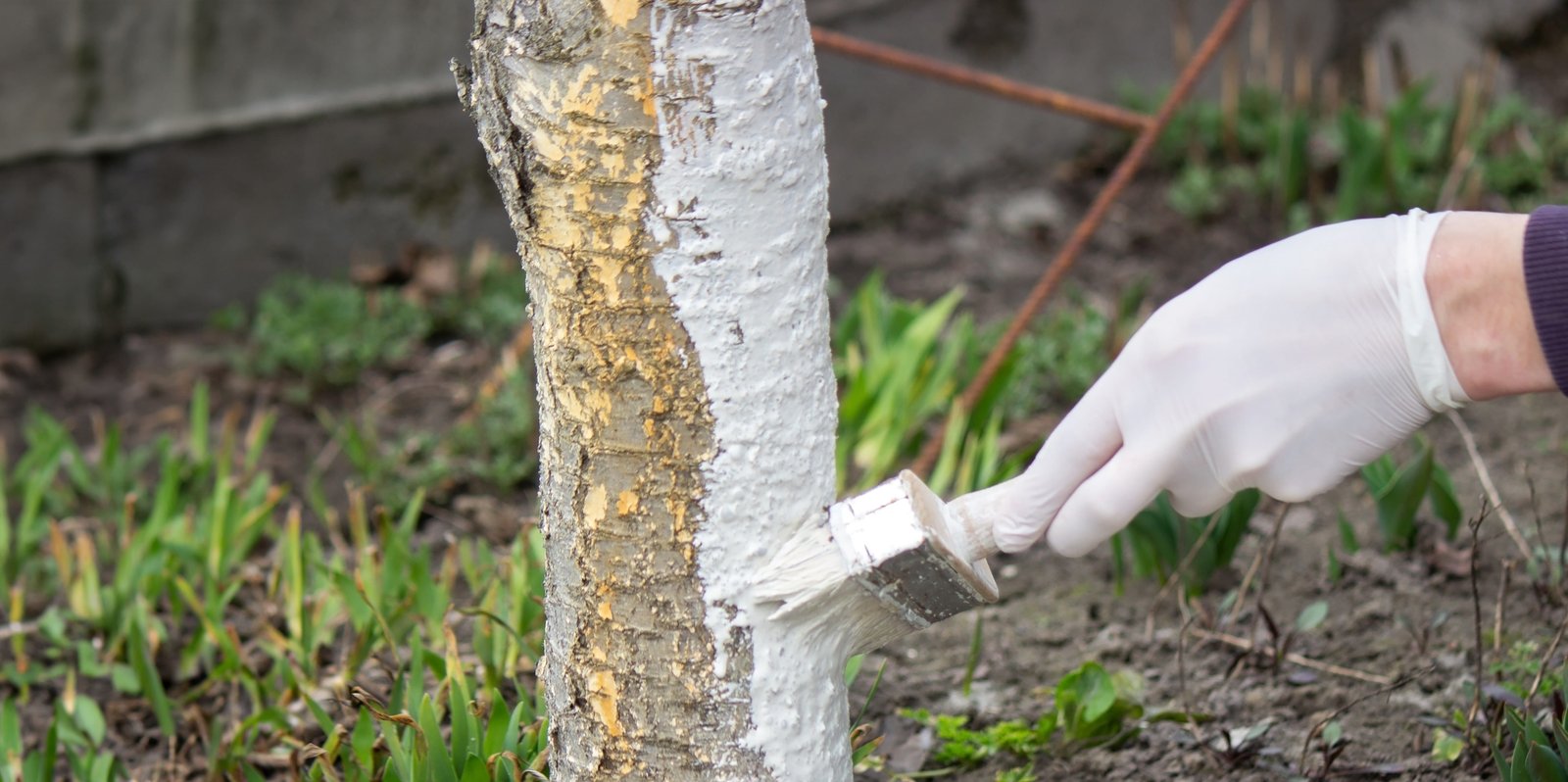 Termite Control Image